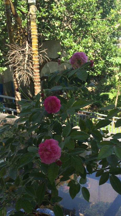 Hostel Phuong Nga Da Lat Eksteriør billede